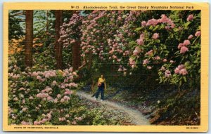 Rhododendron Trail, the Great Smoky Mountains National Park, Tennessee 