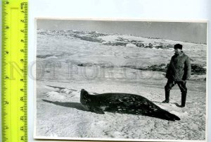 229068 Soviet Antarctic station Bellingshausen Sea lion photo