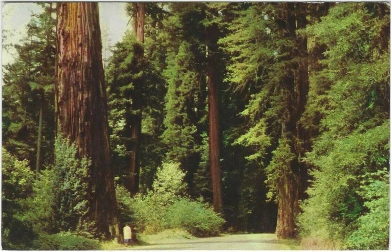 Vintage Union 76 postcard, Redwood Empire, San Francisco, California