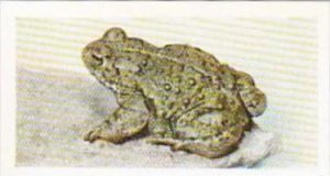 Hornimans Tea Trade Card Pets No 33 Natterjack Toad