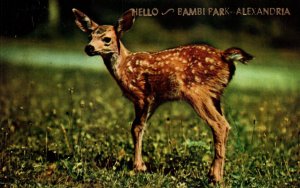 Greetings From Bambi Park,Alexandria,MN BIN