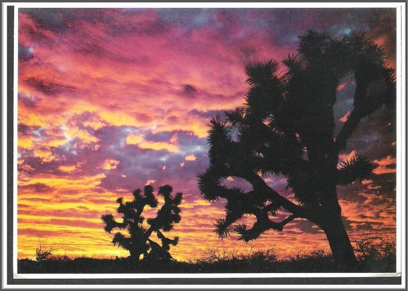 Arizona Joshua Tree - [AZ-078X]