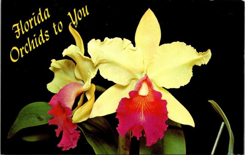 Postcard Florida Orchids To You Yellow Flowers Unposted Chrome 1518