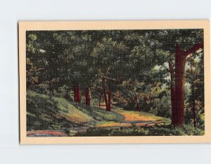 Postcard Trail Nature Trees Landscape Scenery Asheville North Carolina USA