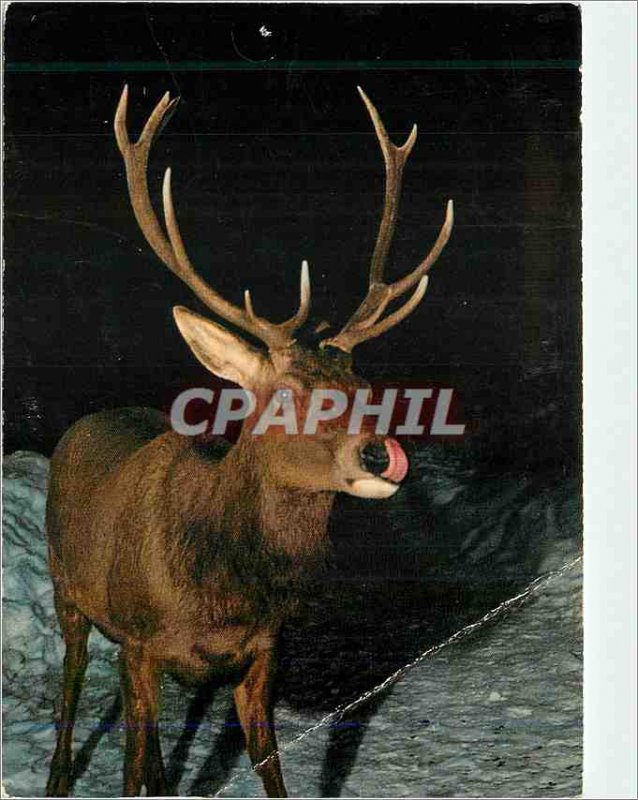 Postcard Modern Cervus elephus the rothirsch deer stag hert