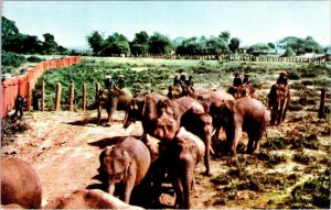 Ayudhya, Thailand  ELEPHANT KRAAL Riding/Herding Animals VINTAGE Chrome Postcard