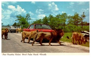 Florida  Lion Country Safari Lions