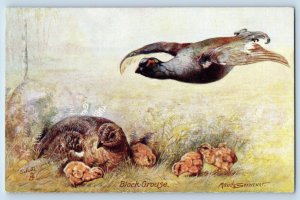 England Postcard Black Grouse British Game Birds c1910 Oilette Tuck Art