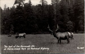 Vtg Roosevelt Elk Prairie Creek Park Redwood Highway CA RPPC Real Photo Postcard