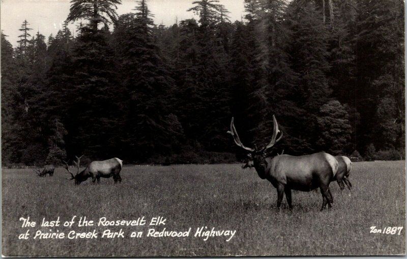 Vtg Roosevelt Elk Prairie Creek Park Redwood Highway CA RPPC Real Photo Postcard