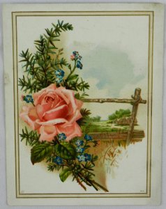 Beautiful Pink Rose off Pine Branch, Great Atlantic and Pacific Tea - Trade Card