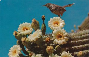 Arizona State Bird - Cactus Wren and State Flower Saguaro Cactus