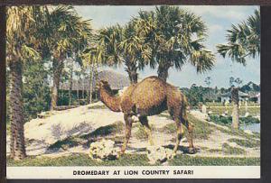 Dromedary Lion County Safari Postcard BIN 1172