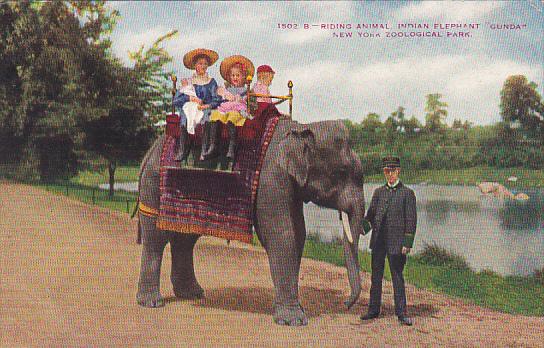 Elephants Children Riding Indian Elephant Gunda New York Zoological Park