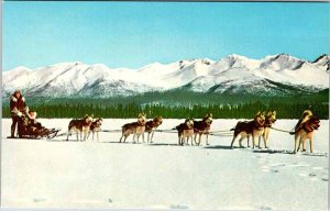 Postcard ANIMAL SCENE State of Alaska AK AL5307