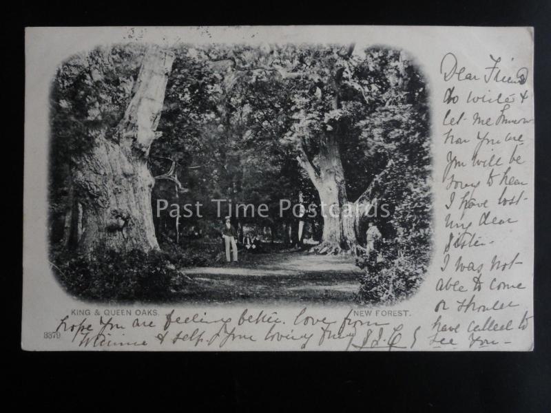 Hampshire NEW FOREST Boldrewood - King & Queen Oaks c1902 UB