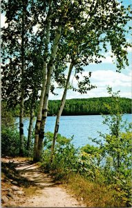 Lakeside Trails Hikers Lake White Birches Vintage Divided Back Postcard UNP