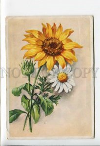 3164127 GERMANY SUNFLOWER & Daisy RPPC Kordeshagen 1943 year