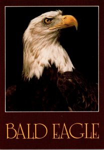 Birds Bald Eagle