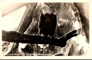 Washington D C National Zoological Park American Bald Eagle Real Photo