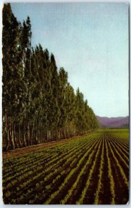 Postcard - Field bordered by eucalyptus trees - San Luis Obispo, California