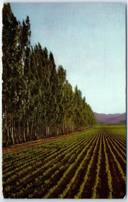 Postcard - Field bordered by eucalyptus trees - San Luis Obispo, California