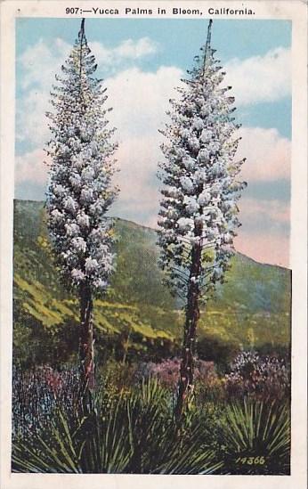 California Southern California Yucca Palms In Bloom