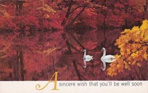 Birds White Swans A Sincere Wish That You'll Be Well Soon