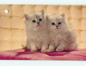 Hole Punch Damage Pre-1980 TWO CUTE WHITE KITTEN CATS n0396