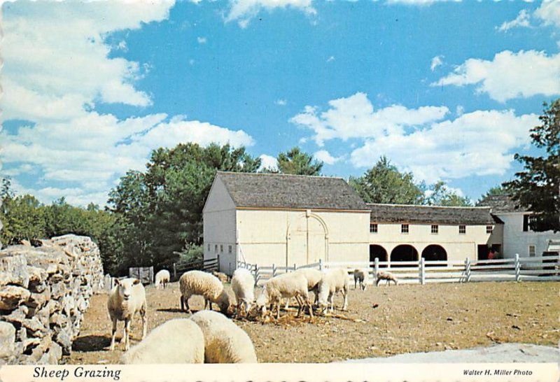 Sheep Grazing Sheep Grazing, Near Barn Of Salem Towne House