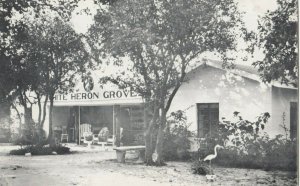 BRADENTON , Florida , 1940-50s ; White Heron Groves