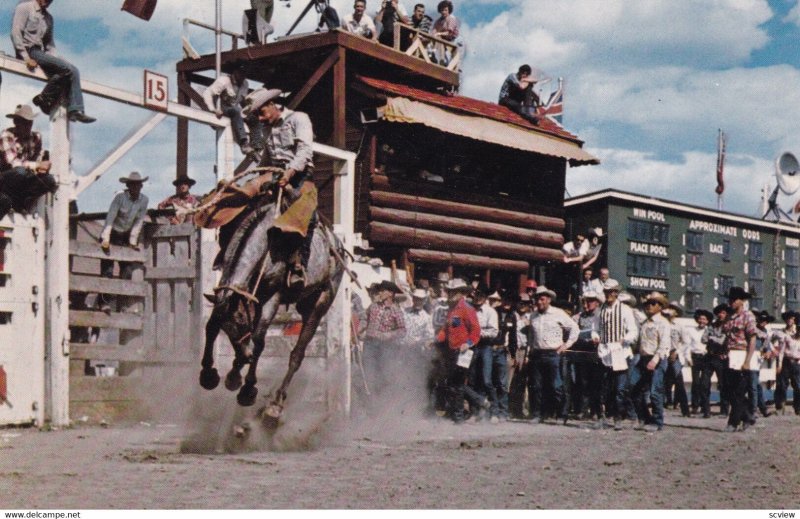 CALGARY, Alberta, Canada,1940s-Present; Bronc Riding - Infield Event At Calga...