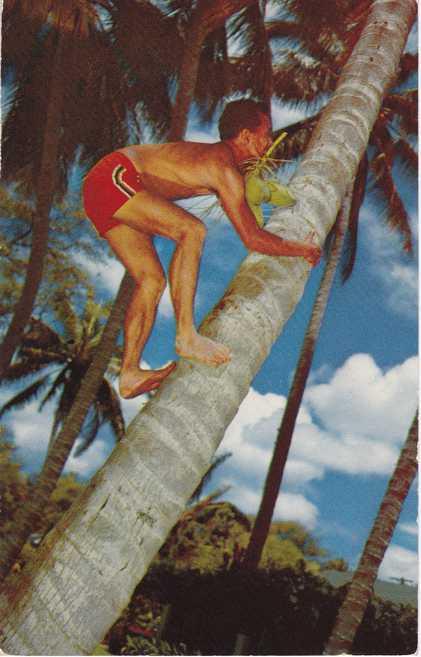 Coconut Palm Tree Climbing HI, Hawaii