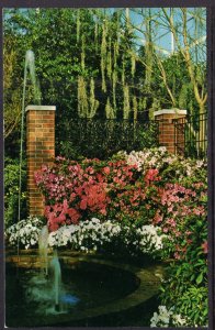 Azaleas Display,Mitchell Park Horticultural Conservatory,Milwaukee,WI