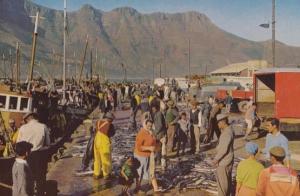 South African Snoek Hout Bay Cape Postcard