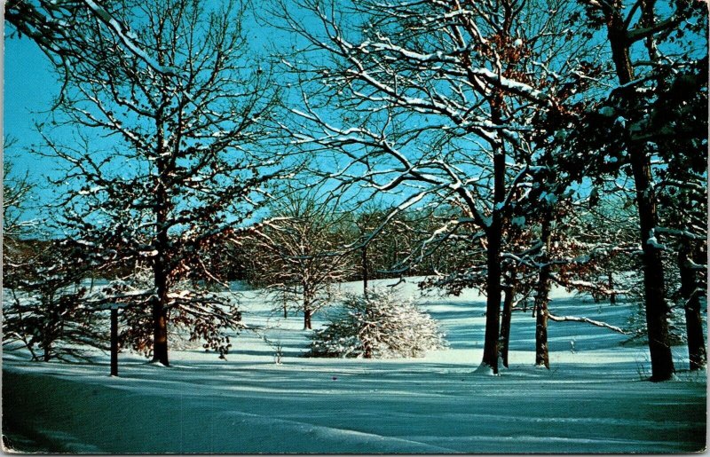 Morton Arboretum Lisle Illinois IL Oaks Winter Snow Scene VTG Postcard UNP 