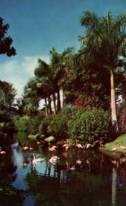 Sarasota Jungle Gardens,Sarasota,FL BIN