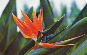 Florida St Petersburg Bird Of Paradise At Sunken Garden