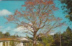 Florida Clearwater Famous Kapok Tree Located On Route #593