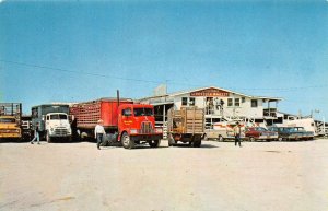 Okeechobee Florida Livestock Market Exterior View Vintage Postcard U20