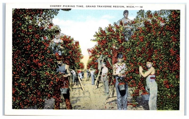 Mid-1900s Cherry Picking Time, Grand Traverse Region, Michigan Postcard