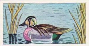 Glengettie Tea Trade Card Rare British Birds No 17 Baikal Teal