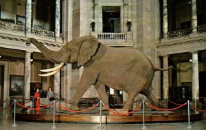 Washington DC Smithsonian Museum Natural History African Bush Elephant Postcard 