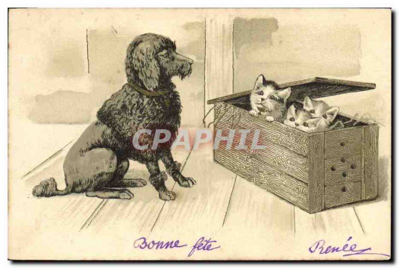 Postcard Old Dogs Puppy Dog Cat Kitten