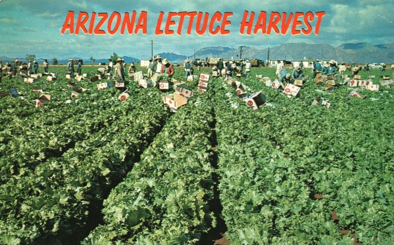 Vintage Postcard 1963 Arizona Lettuce Harvest Salt River Valley Central AZ 