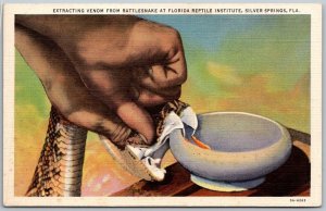 Silver Springs Florida 1950s Postcard Extracting Venom From Rattlesnake
