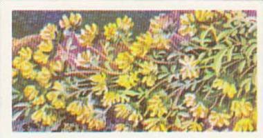 Brooke Bond Tea Trade Card Wild Flowers No 19 Kidney Vetch