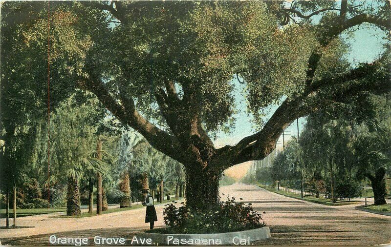 California Pasadena Orange Grove Newman #5104 C-1910 Postcard 22-2729