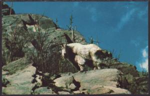 Rocky Mountain Goat Postcard