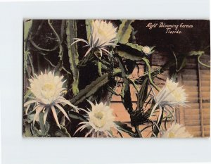 Postcard Night Blooming Cereus, Florida